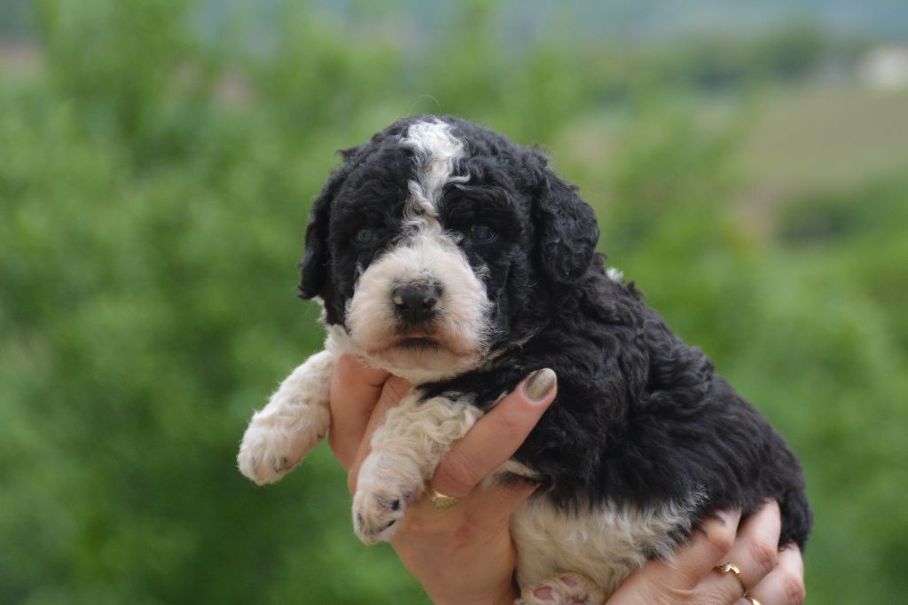 The Sourannya - Chien d'eau espagnol - Portée née le 07/04/2018