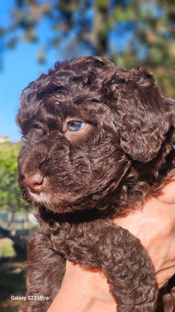 The Sourannya - Chiots disponibles - Chien d'eau espagnol