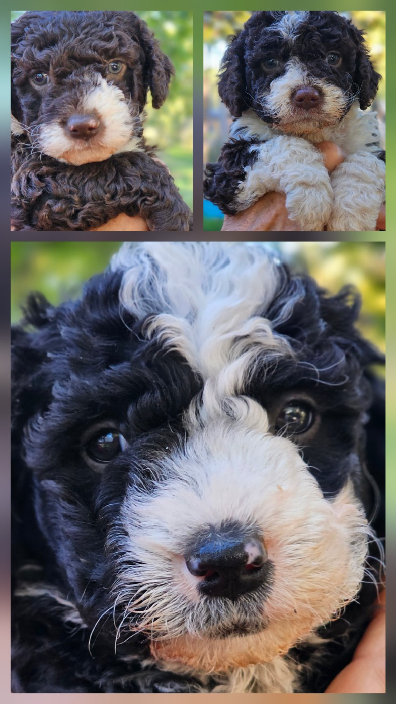 The Sourannya - Chien d'eau espagnol - Portée née le 05/09/2025