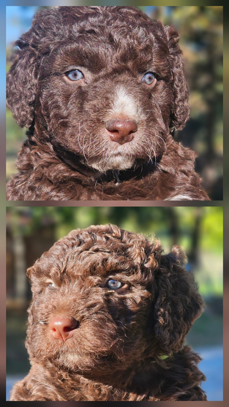 The Sourannya - Chien d'eau espagnol - Portée née le 31/08/2025