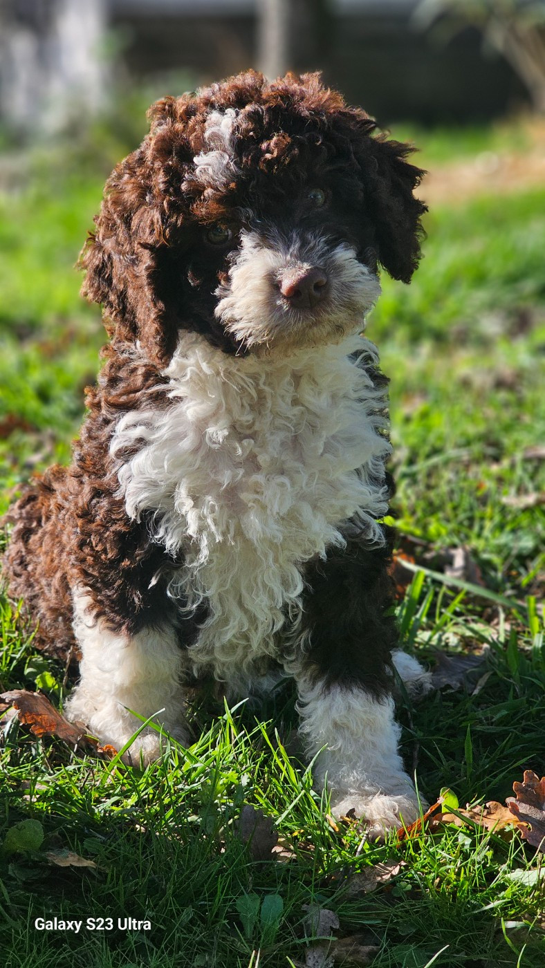 The Sourannya - Chiots disponibles - Chien d'eau espagnol