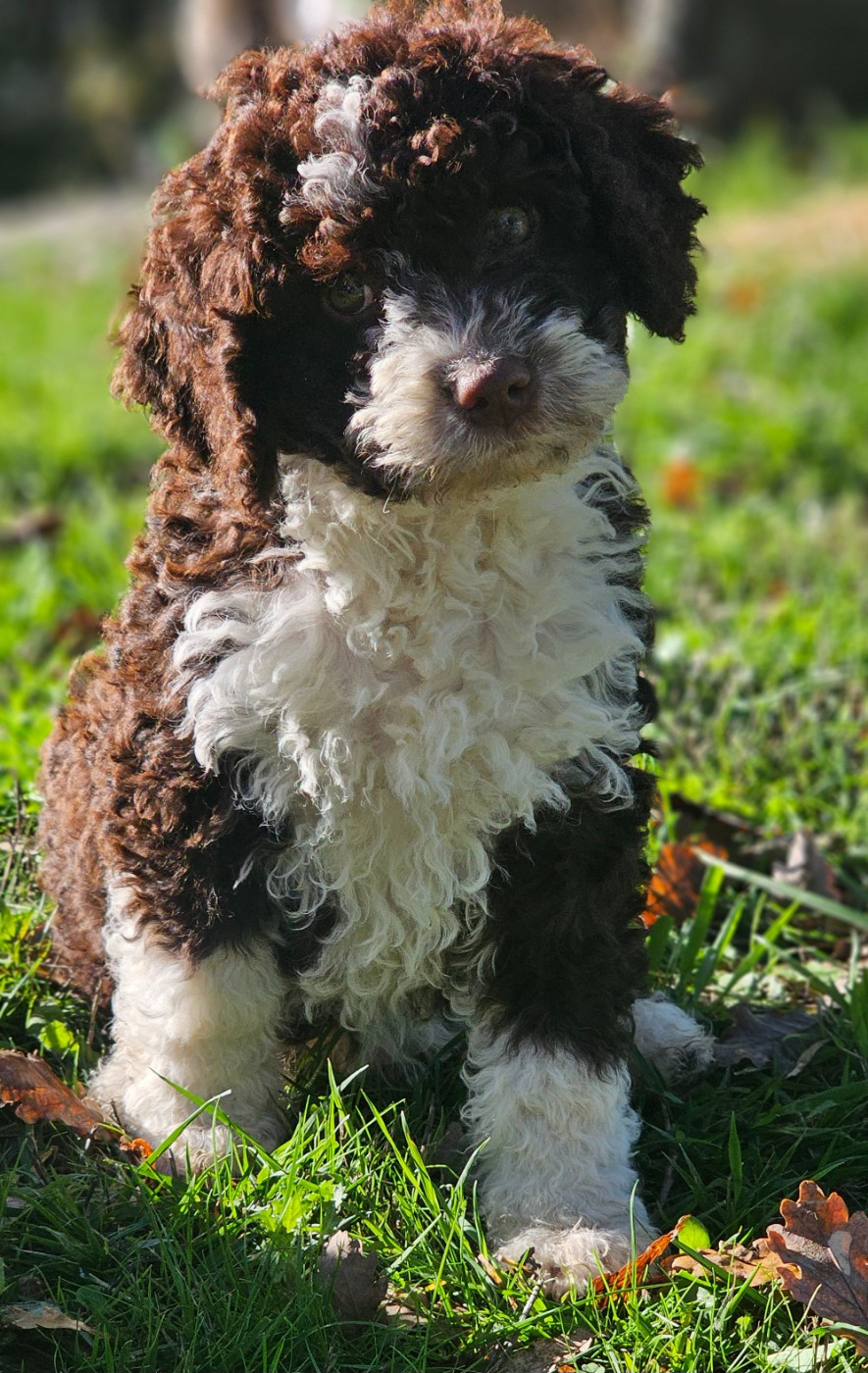 Chiot Chien d'eau espagnol The Sourannya