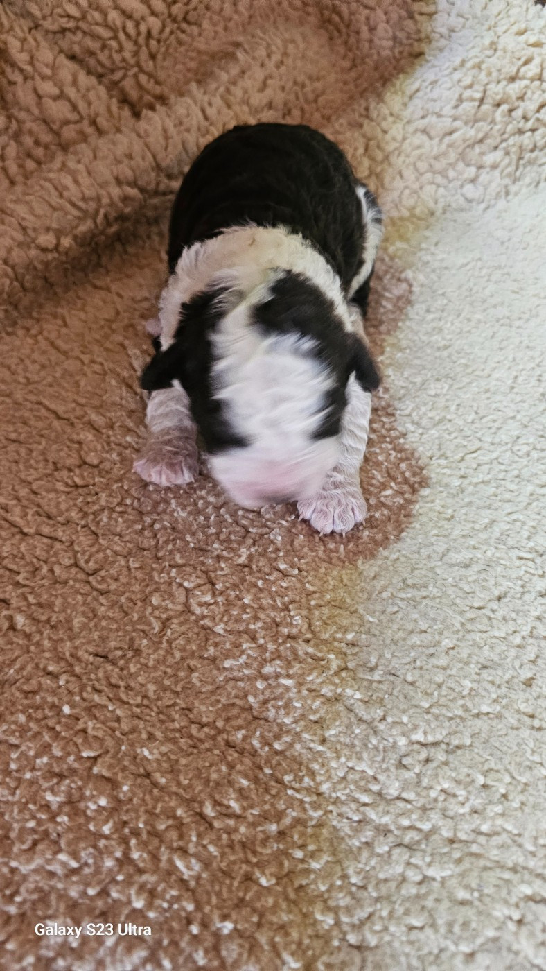 The Sourannya - Chiots disponibles - Chien d'eau espagnol