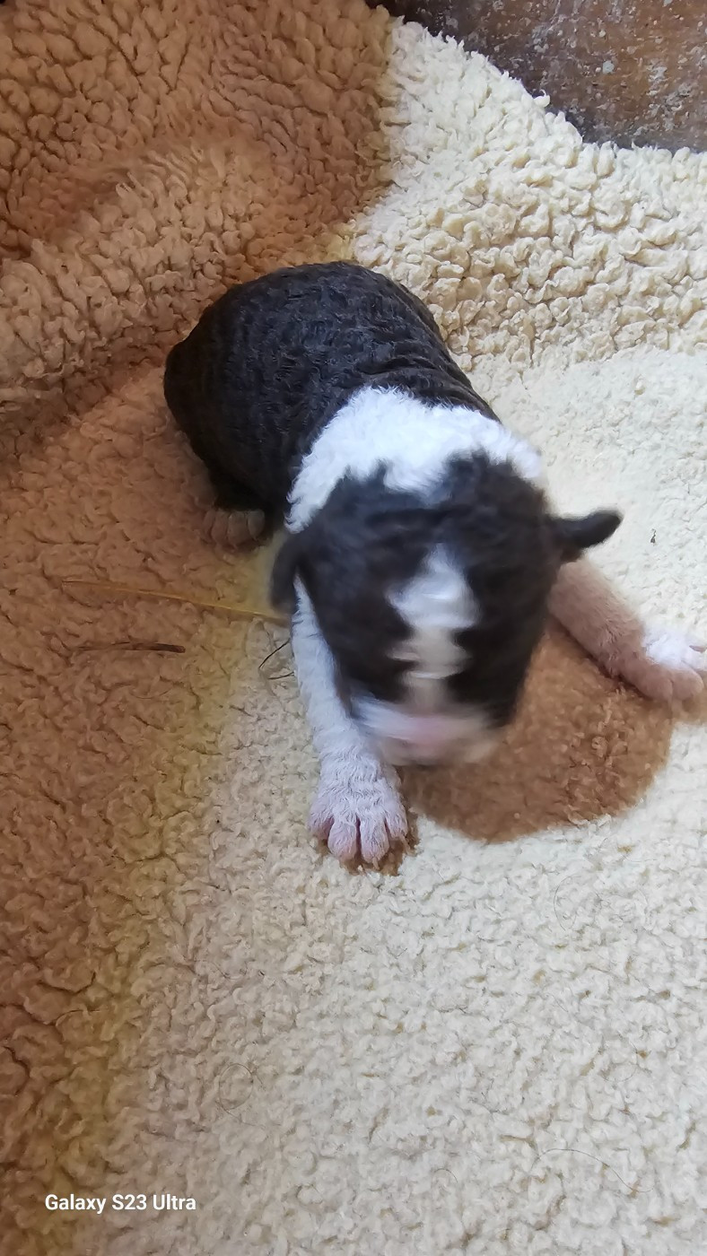 The Sourannya - Chiots disponibles - Chien d'eau espagnol