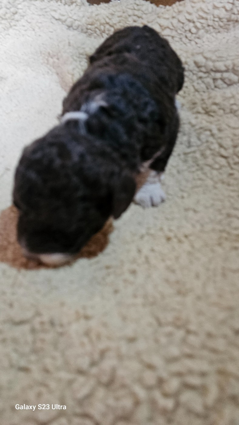 The Sourannya - Chiots disponibles - Chien d'eau espagnol