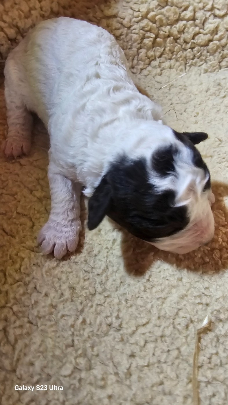 The Sourannya - Chiots disponibles - Chien d'eau espagnol