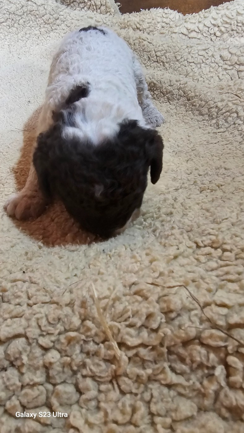 The Sourannya - Chiots disponibles - Chien d'eau espagnol