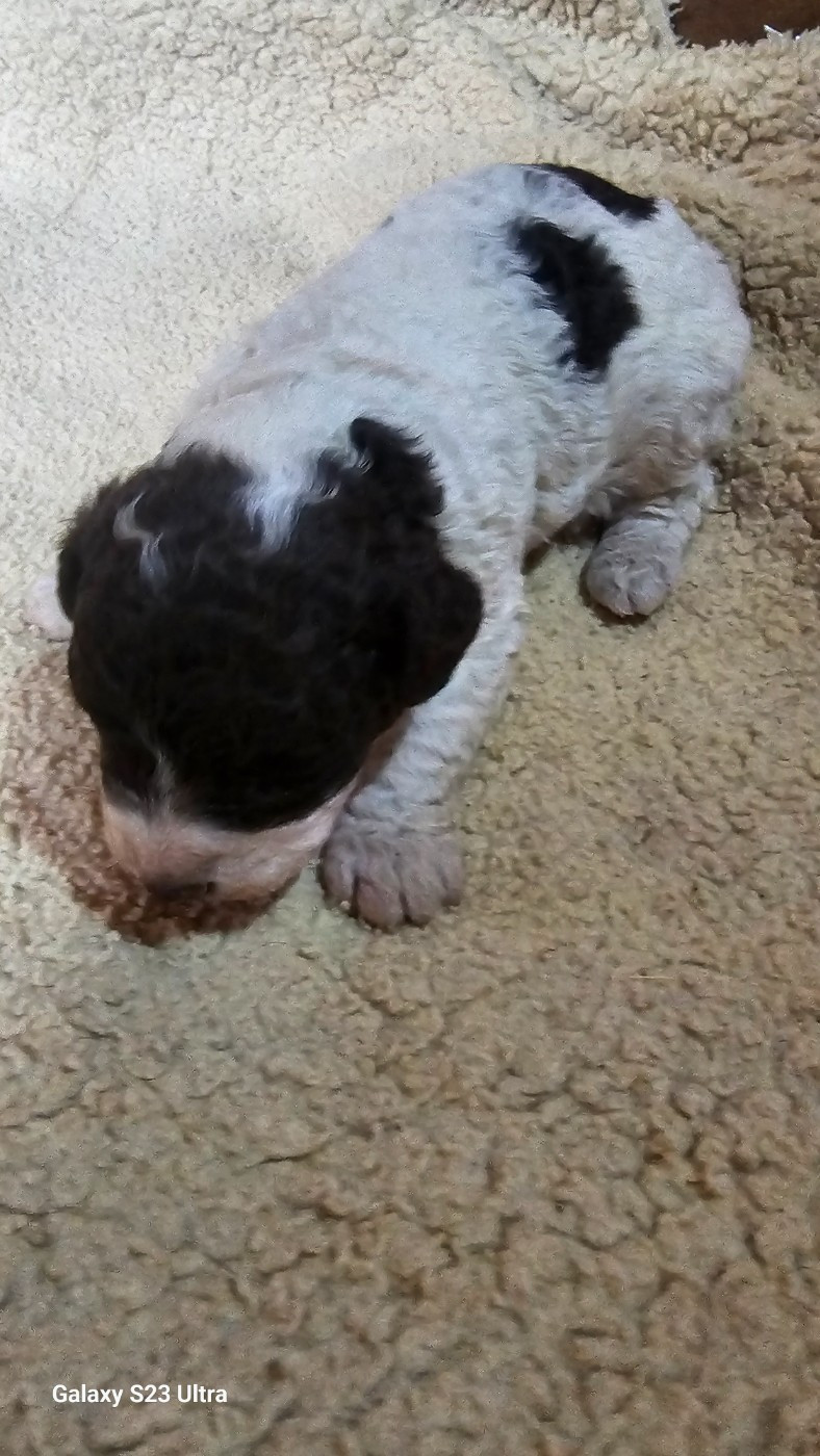 The Sourannya - Chiots disponibles - Chien d'eau espagnol