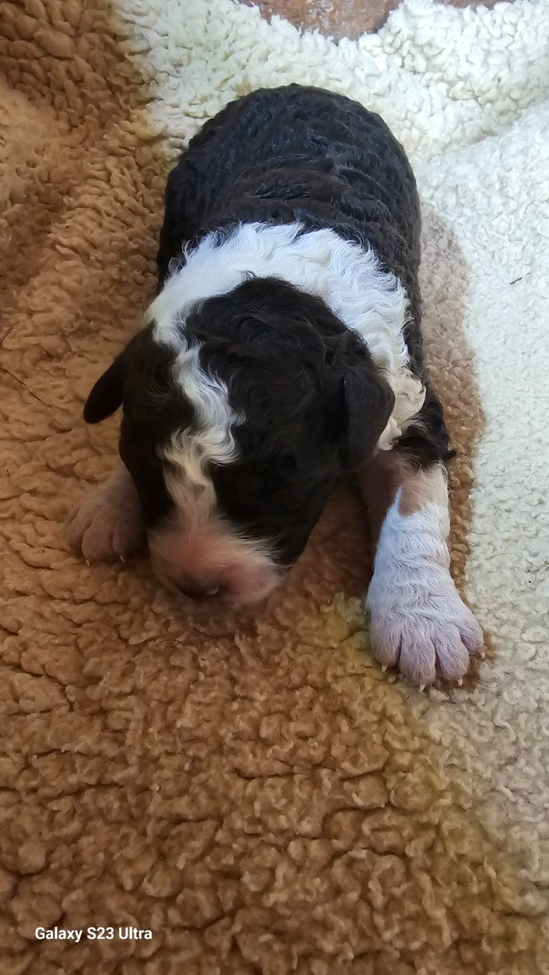 The Sourannya - Chiots disponibles - Chien d'eau espagnol