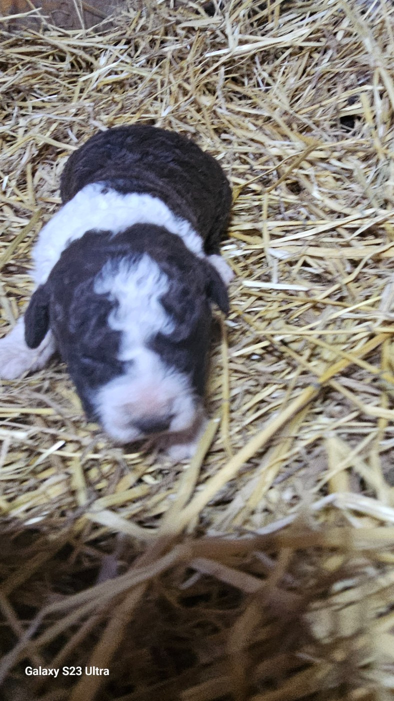 The Sourannya - Chiots disponibles - Chien d'eau espagnol