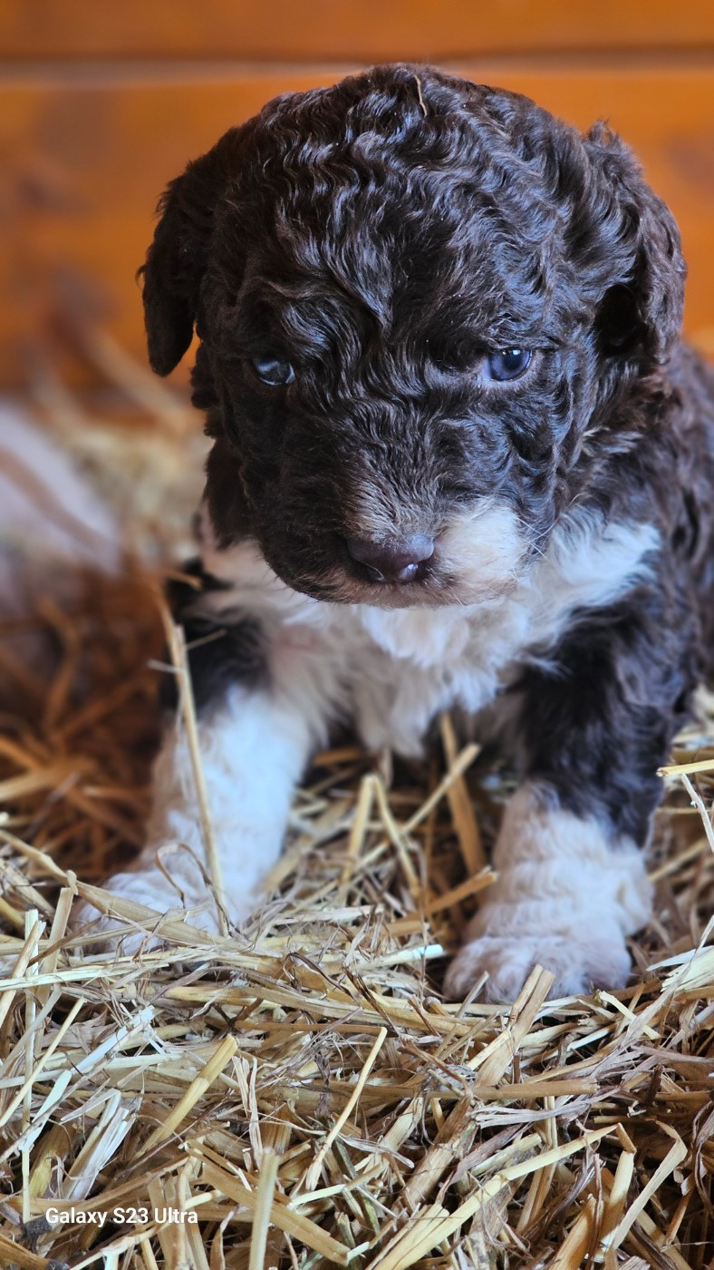 The Sourannya - Chiots disponibles - Chien d'eau espagnol