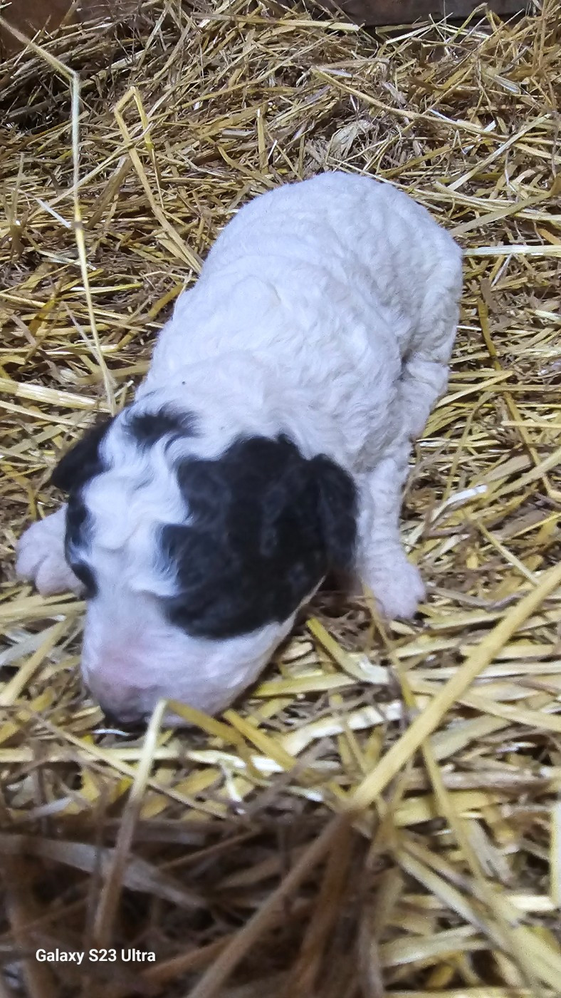 The Sourannya - Chiots disponibles - Chien d'eau espagnol