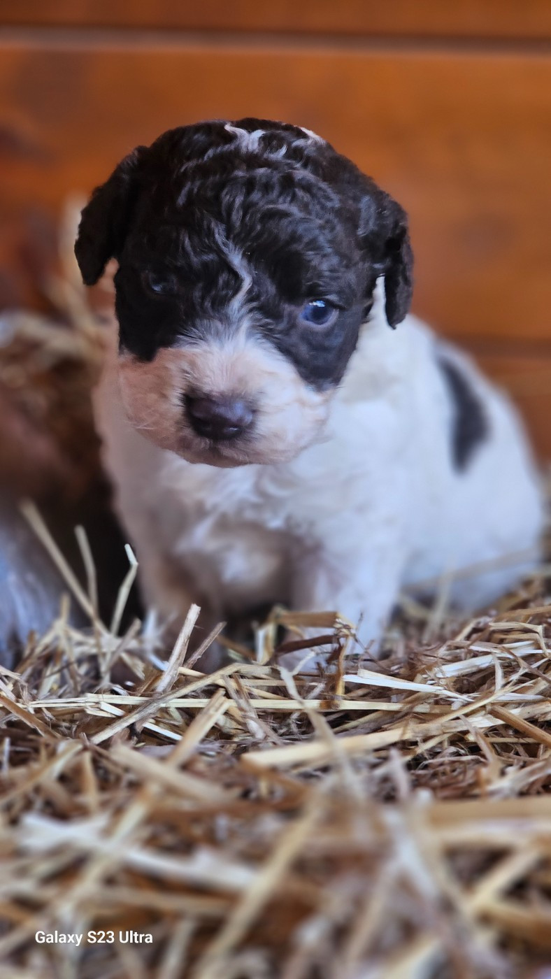 The Sourannya - Chiots disponibles - Chien d'eau espagnol