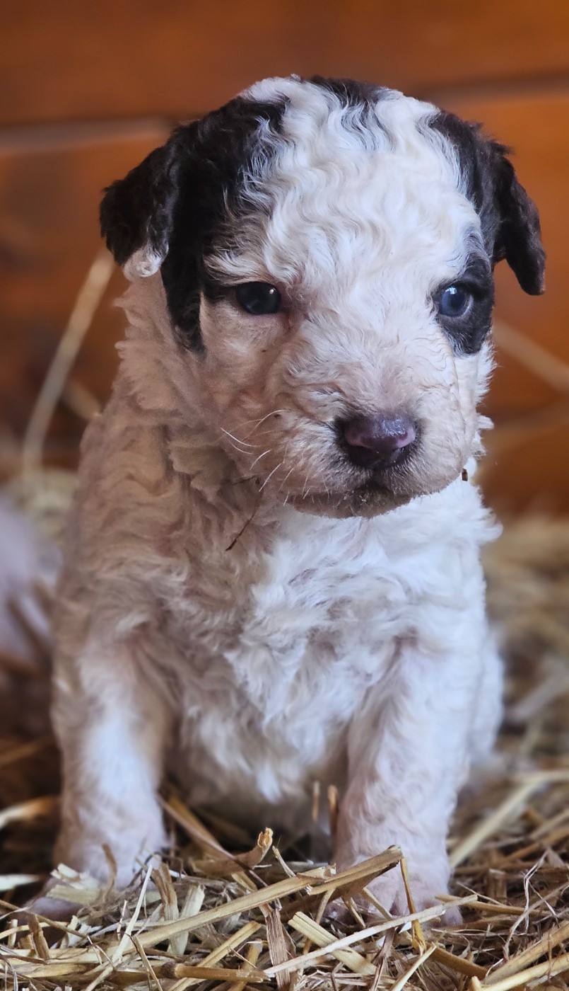 The Sourannya - Chiots disponibles - Chien d'eau espagnol