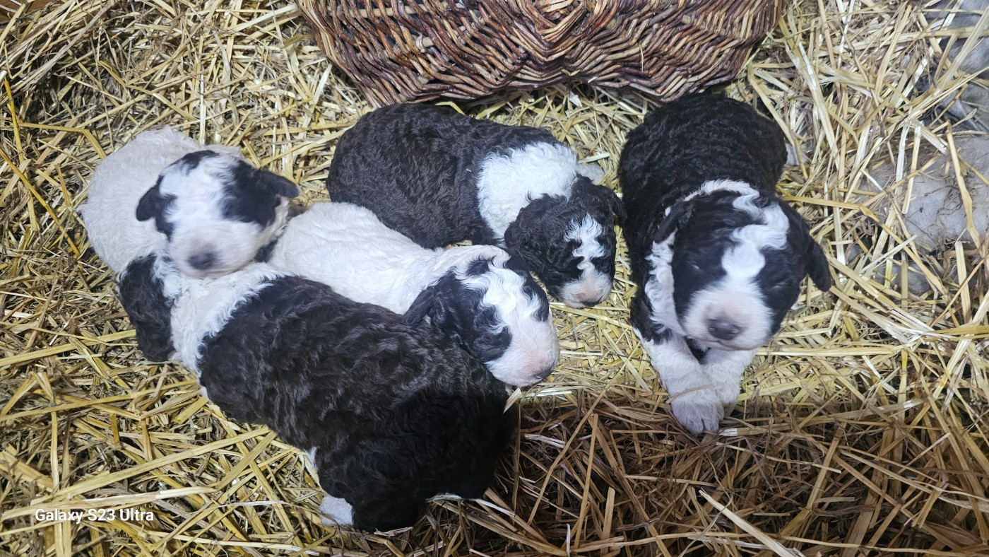 Chiot Chien d'eau espagnol The Sourannya