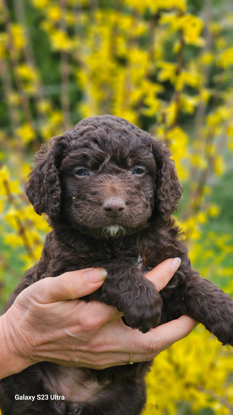 The Sourannya - Chiots disponibles - Chien d'eau espagnol