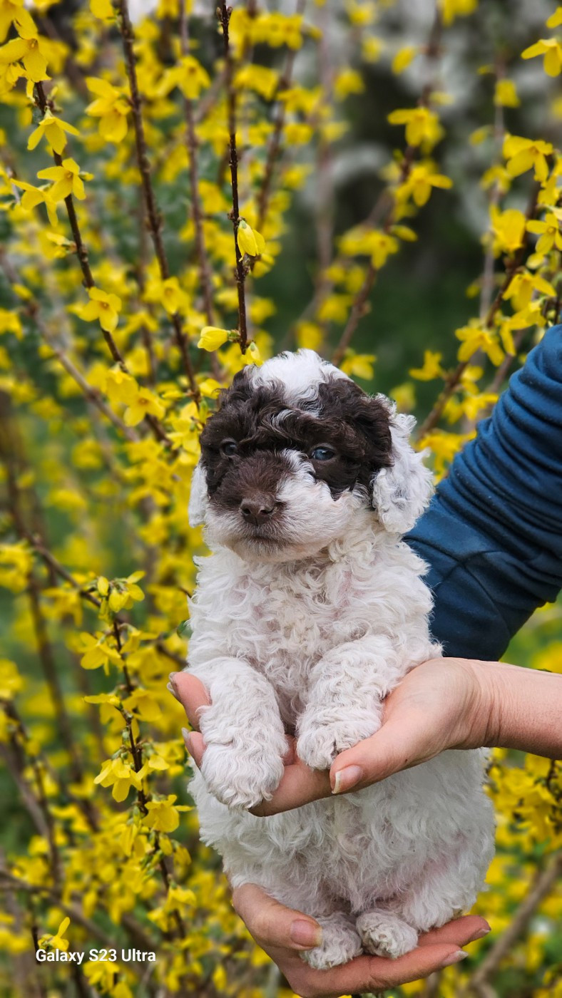 The Sourannya - Chiots disponibles - Chien d'eau espagnol