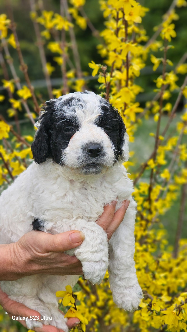 The Sourannya - Chiots disponibles - Chien d'eau espagnol