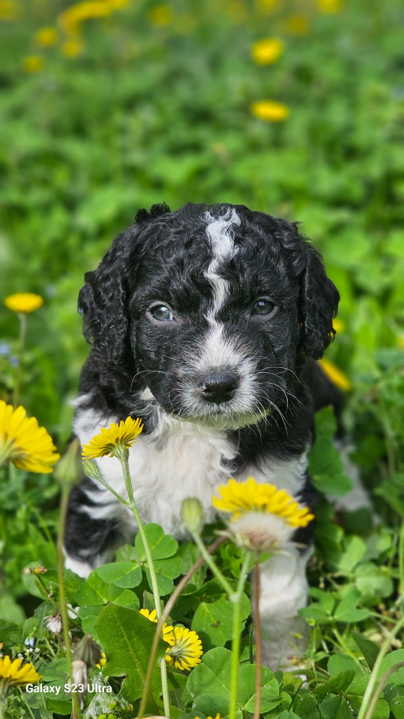 The Sourannya - Chiots disponibles - Chien d'eau espagnol