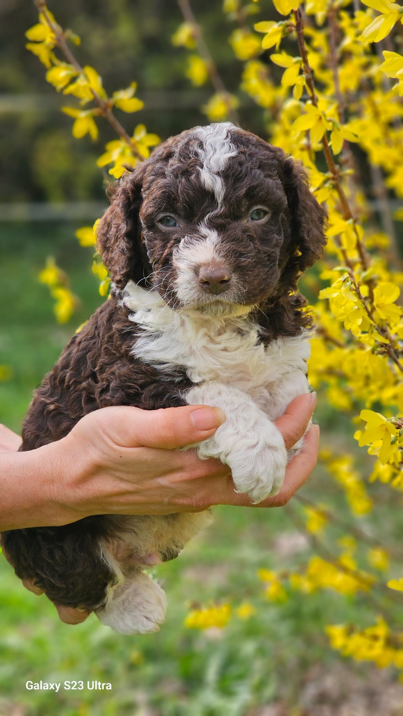 The Sourannya - Chiots disponibles - Chien d'eau espagnol