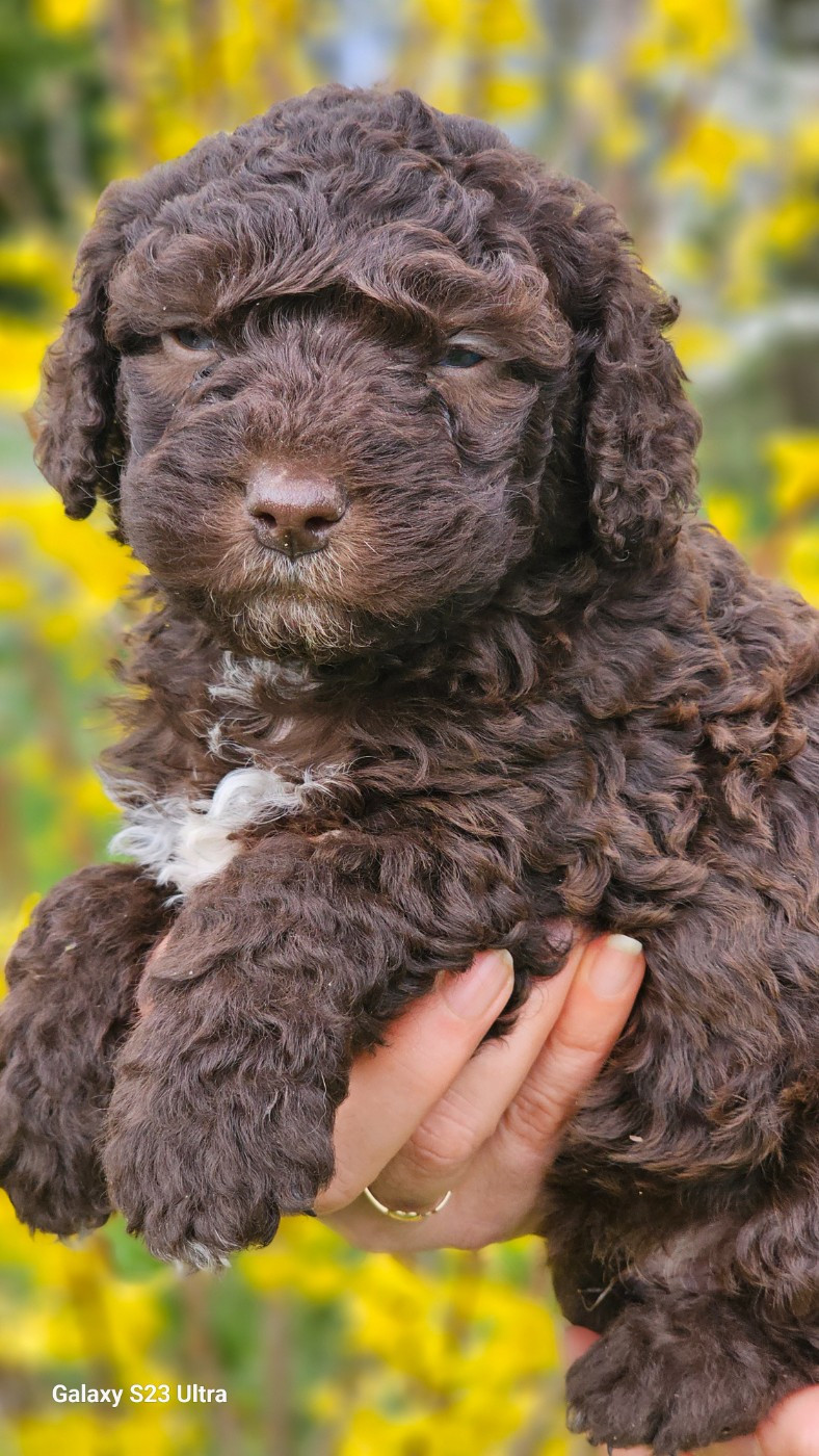 The Sourannya - Chiots disponibles - Chien d'eau espagnol