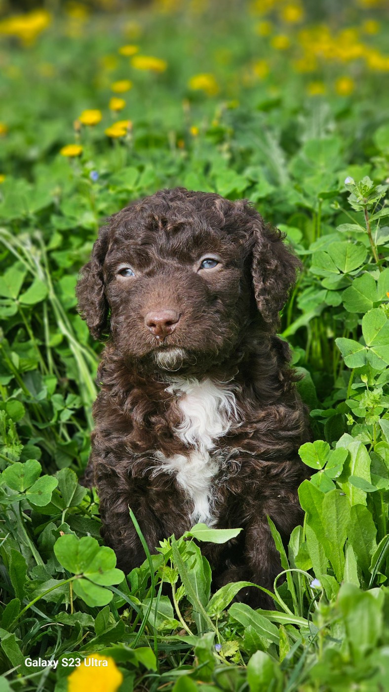 The Sourannya - Chiots disponibles - Chien d'eau espagnol