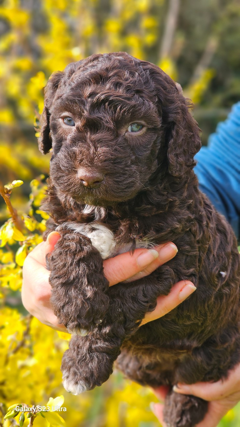 The Sourannya - Chiots disponibles - Chien d'eau espagnol