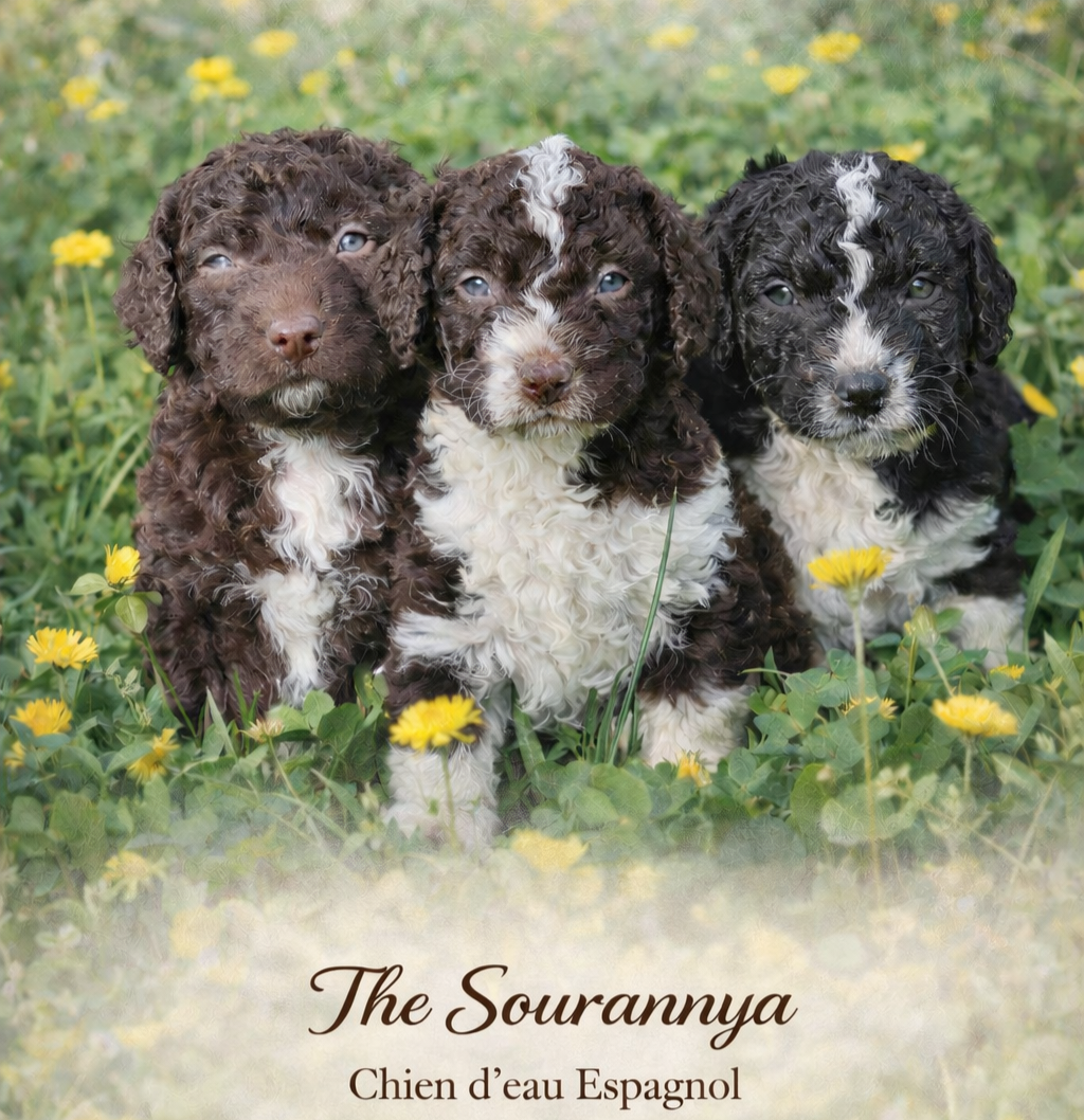 Chiot Chien d'eau espagnol The Sourannya