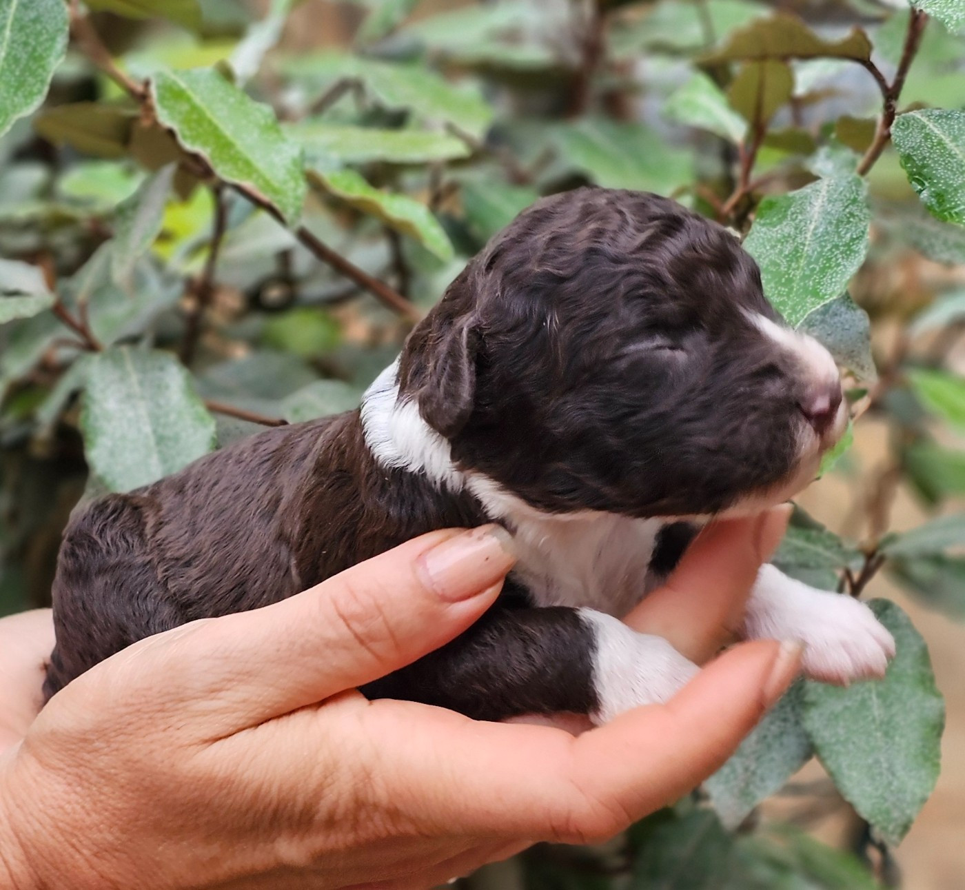 The Sourannya - Chiots disponibles - Chien d'eau espagnol