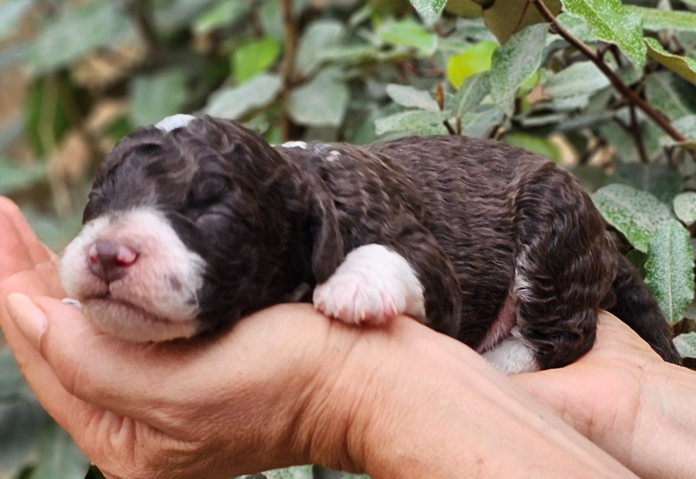 The Sourannya - Chiots disponibles - Chien d'eau espagnol