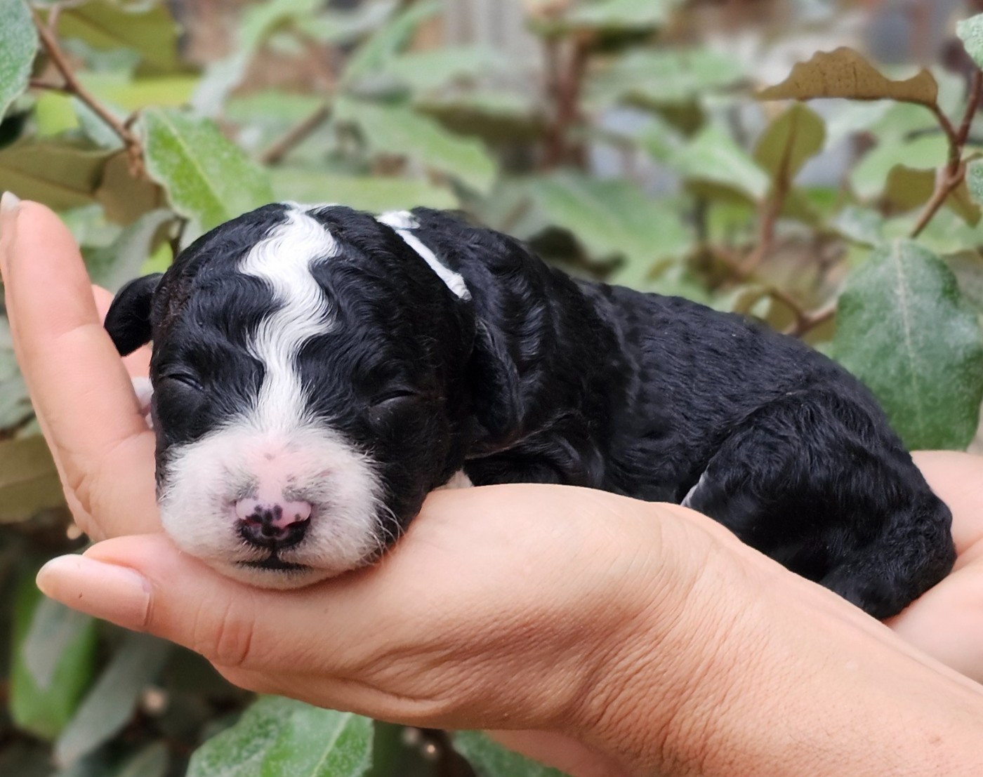 The Sourannya - Chiots disponibles - Chien d'eau espagnol