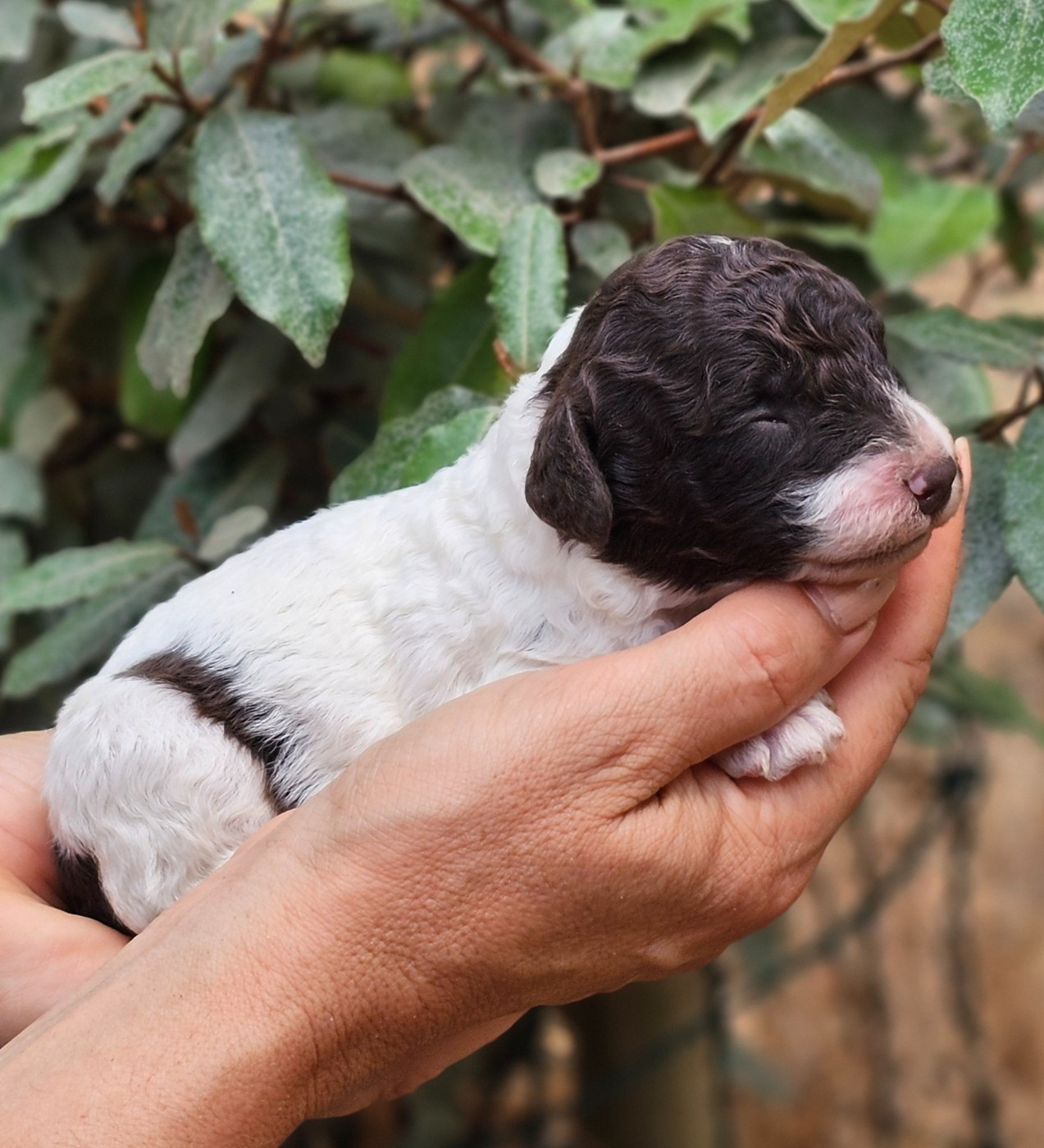 The Sourannya - Chiots disponibles - Chien d'eau espagnol