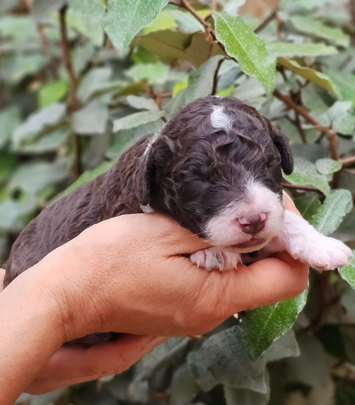 The Sourannya - Chiots disponibles - Chien d'eau espagnol