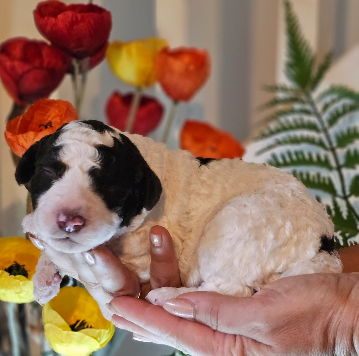 The Sourannya - Chiots disponibles - Chien d'eau espagnol