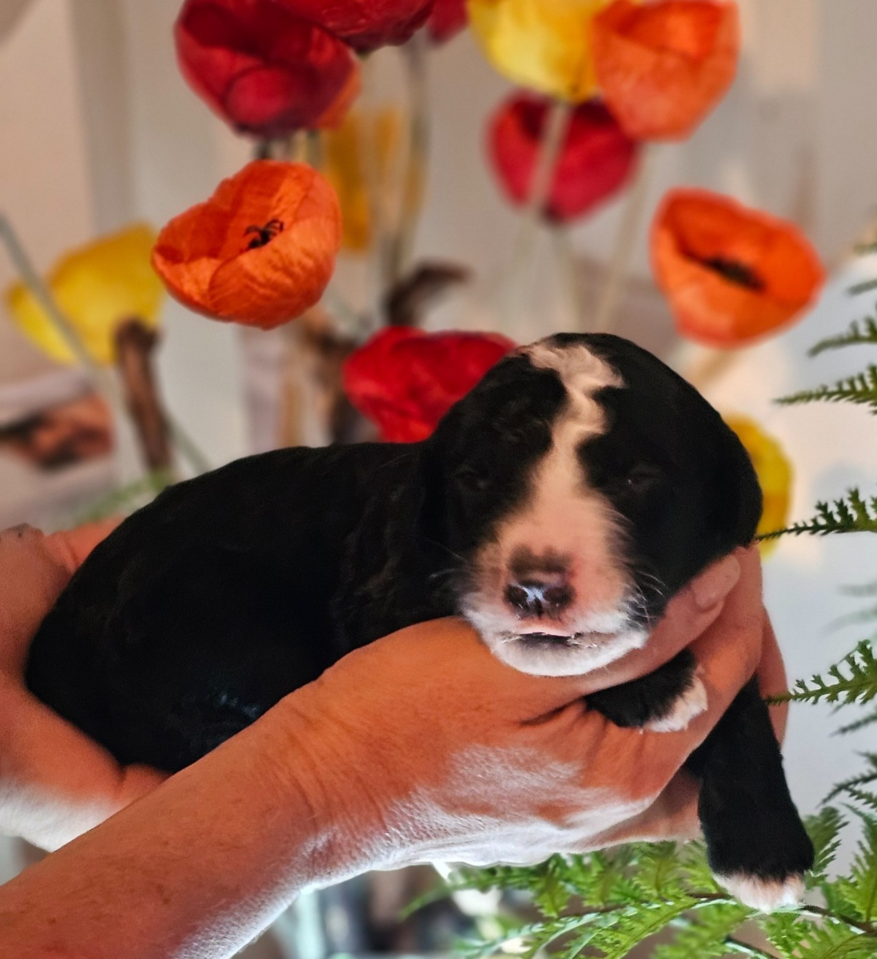 The Sourannya - Chiots disponibles - Chien d'eau espagnol
