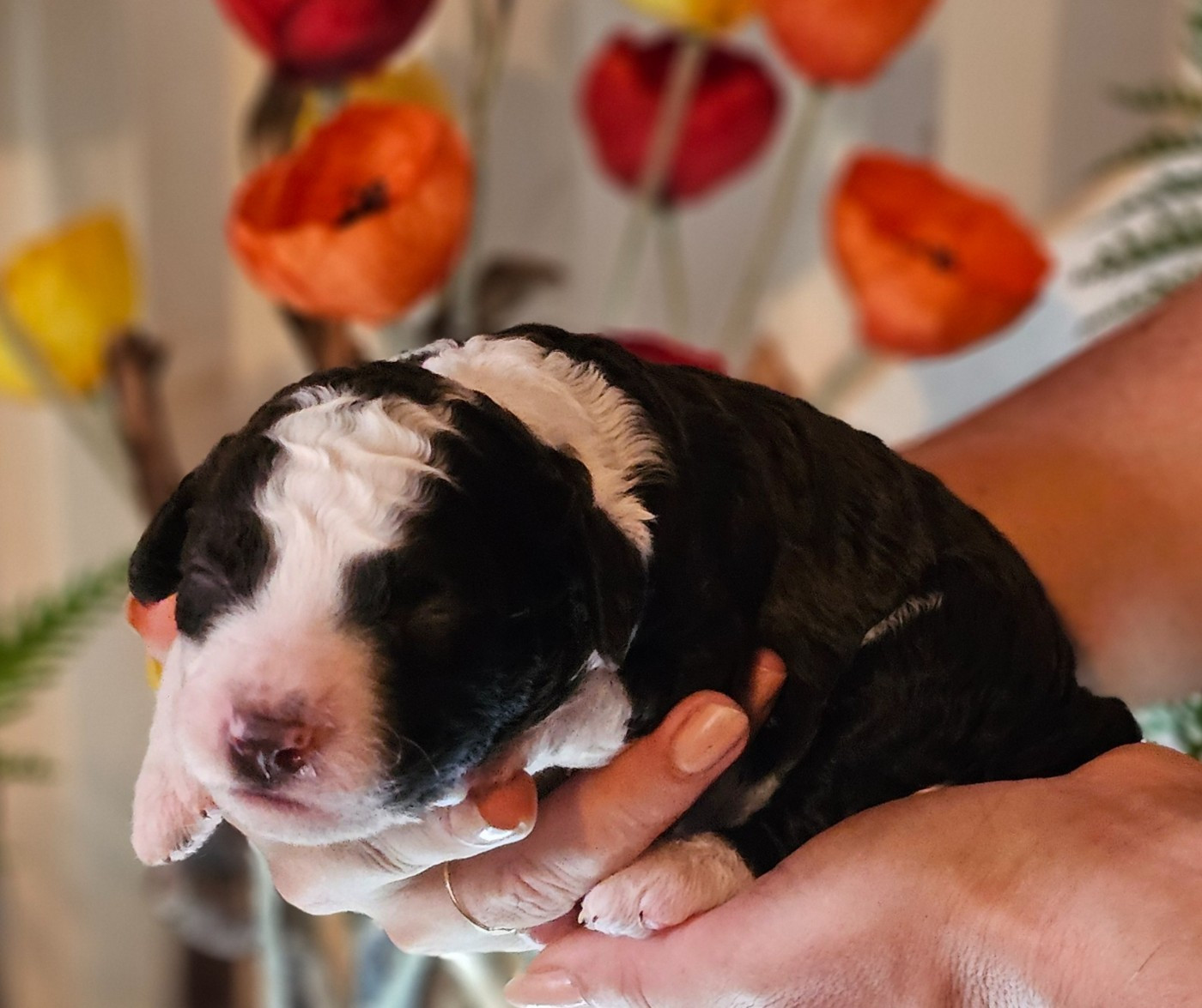 The Sourannya - Chiots disponibles - Chien d'eau espagnol