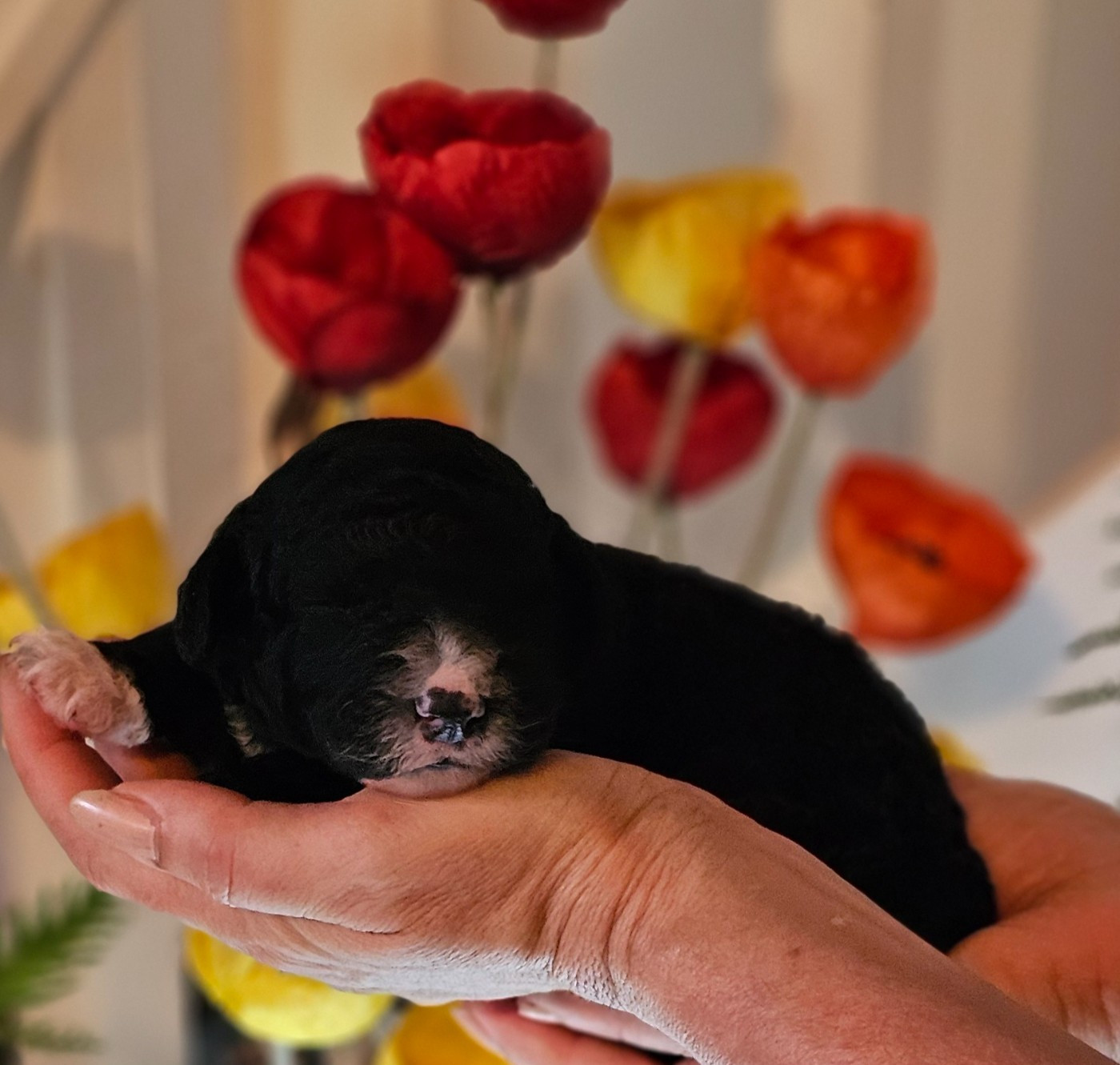 The Sourannya - Chiots disponibles - Chien d'eau espagnol