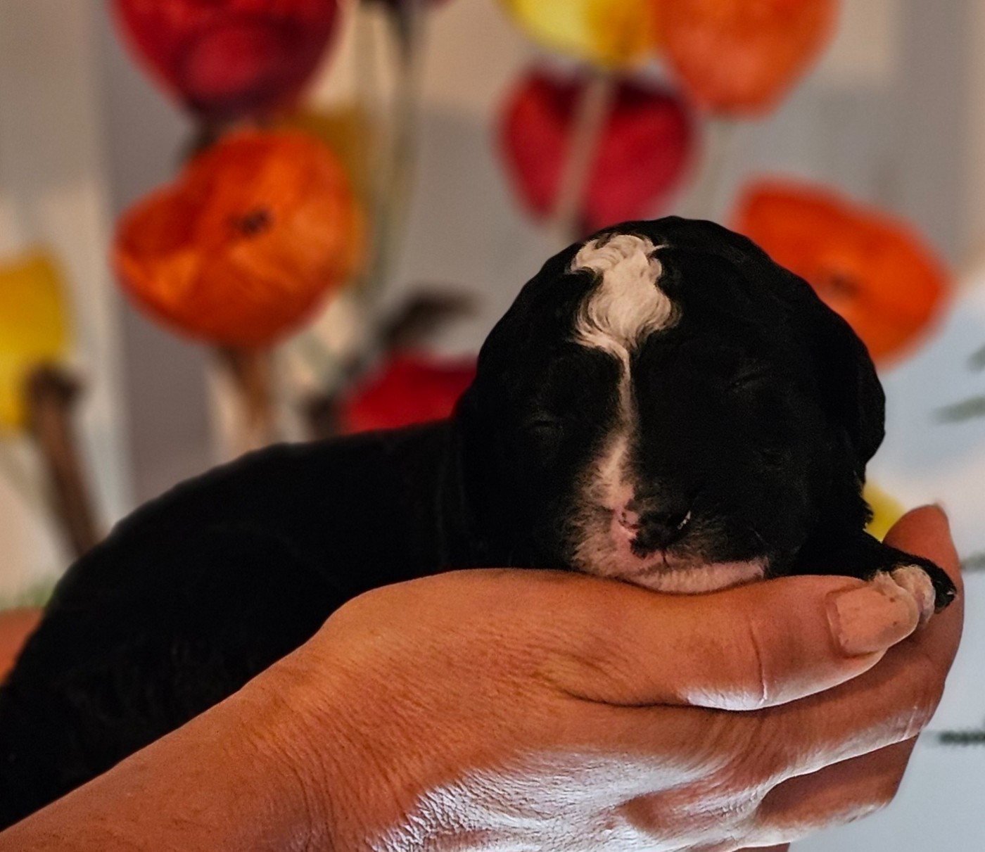 The Sourannya - Chiots disponibles - Chien d'eau espagnol