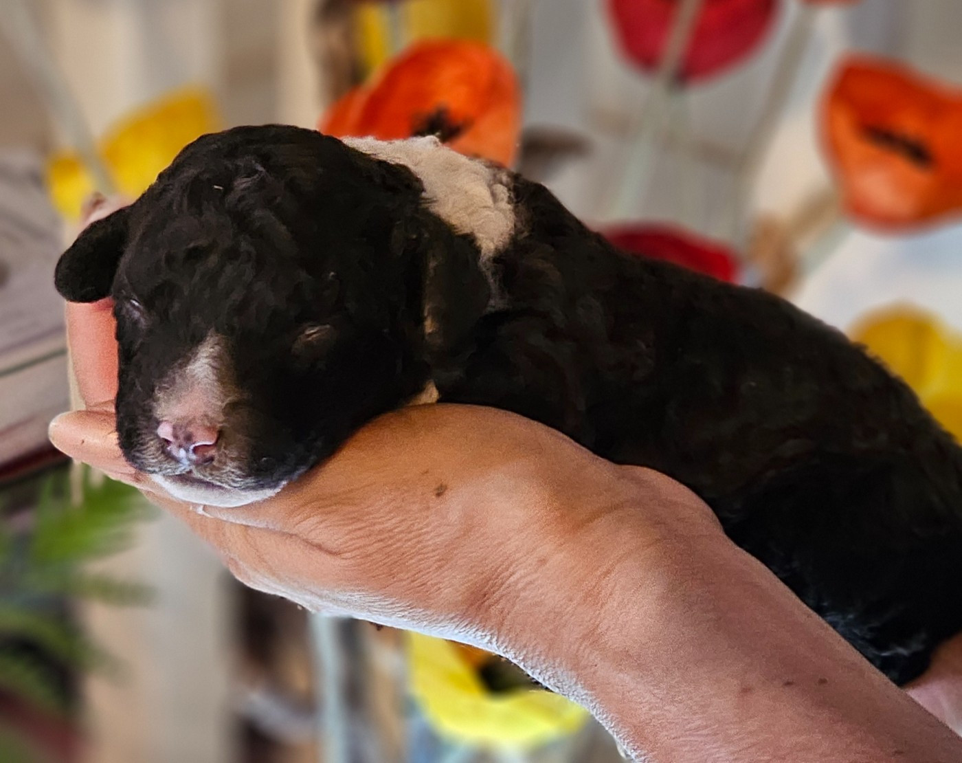 The Sourannya - Chiots disponibles - Chien d'eau espagnol