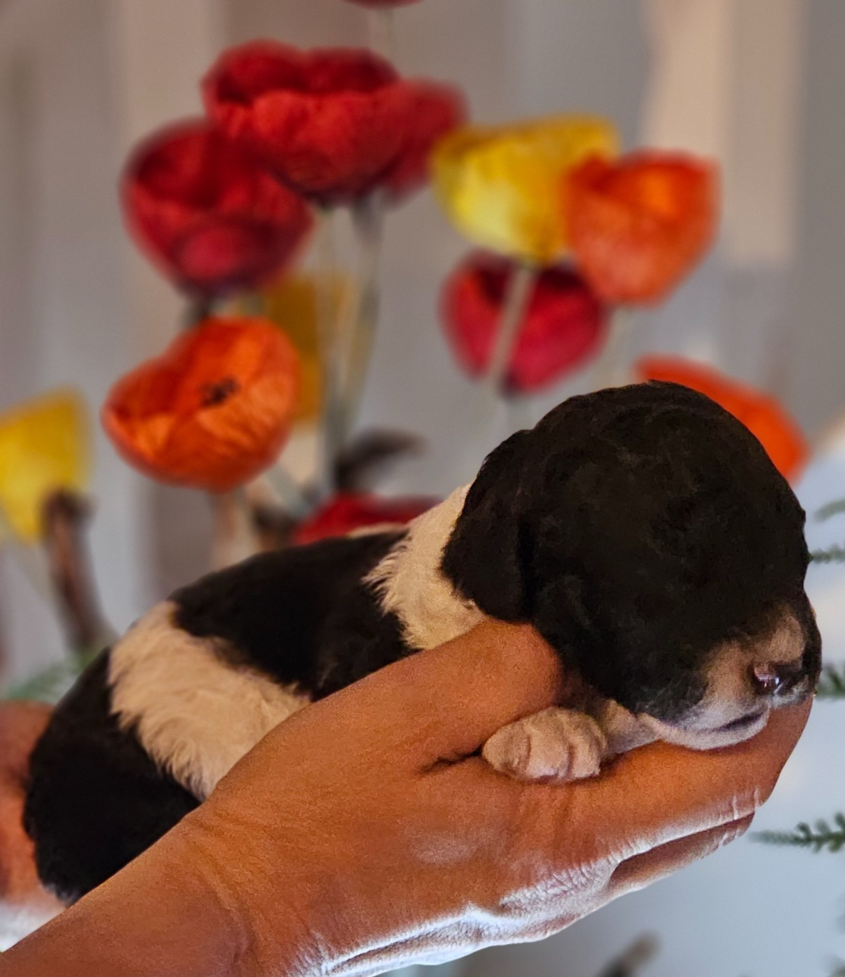 The Sourannya - Chiots disponibles - Chien d'eau espagnol