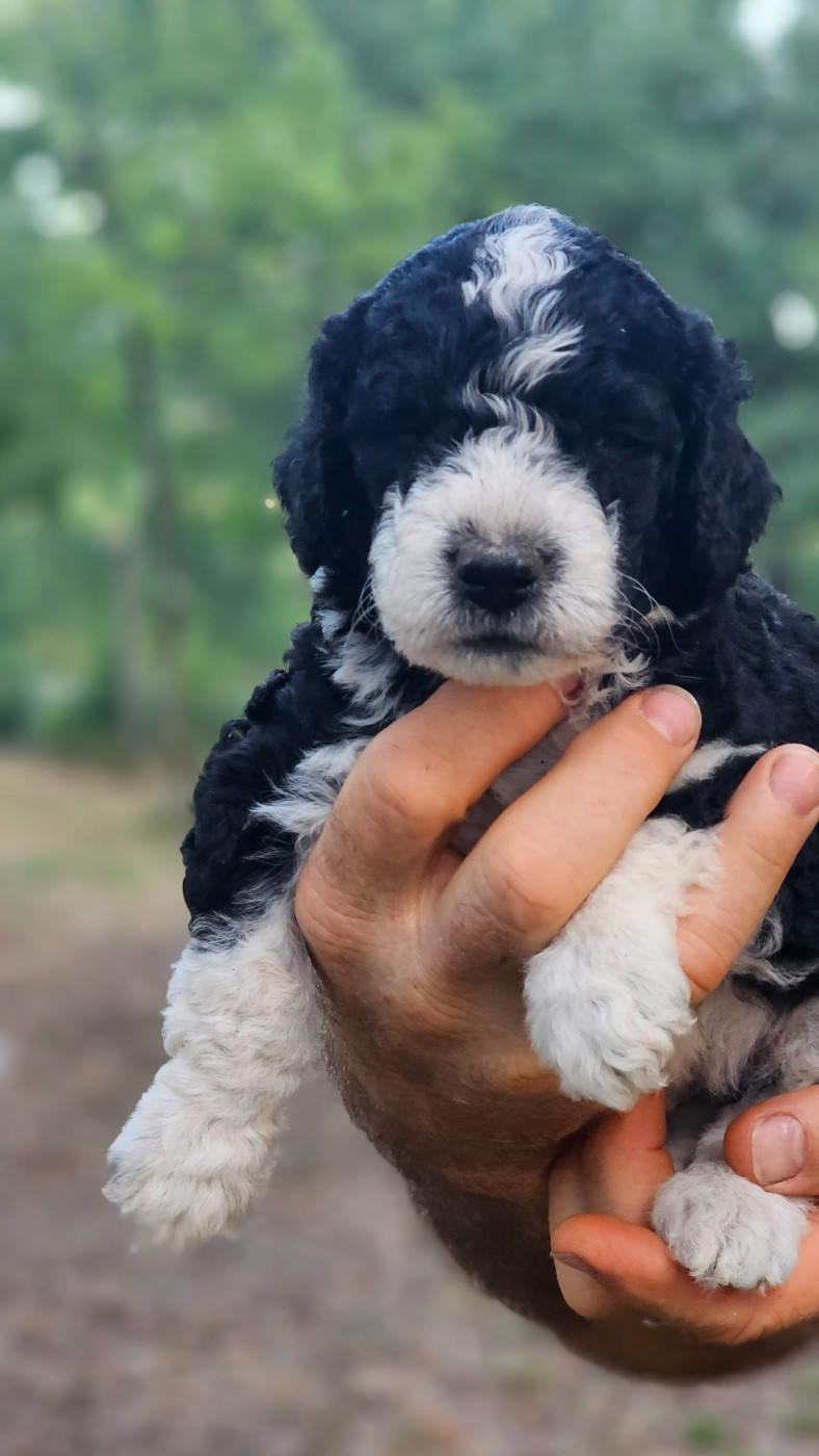 The Sourannya - Chiots disponibles - Chien d'eau espagnol