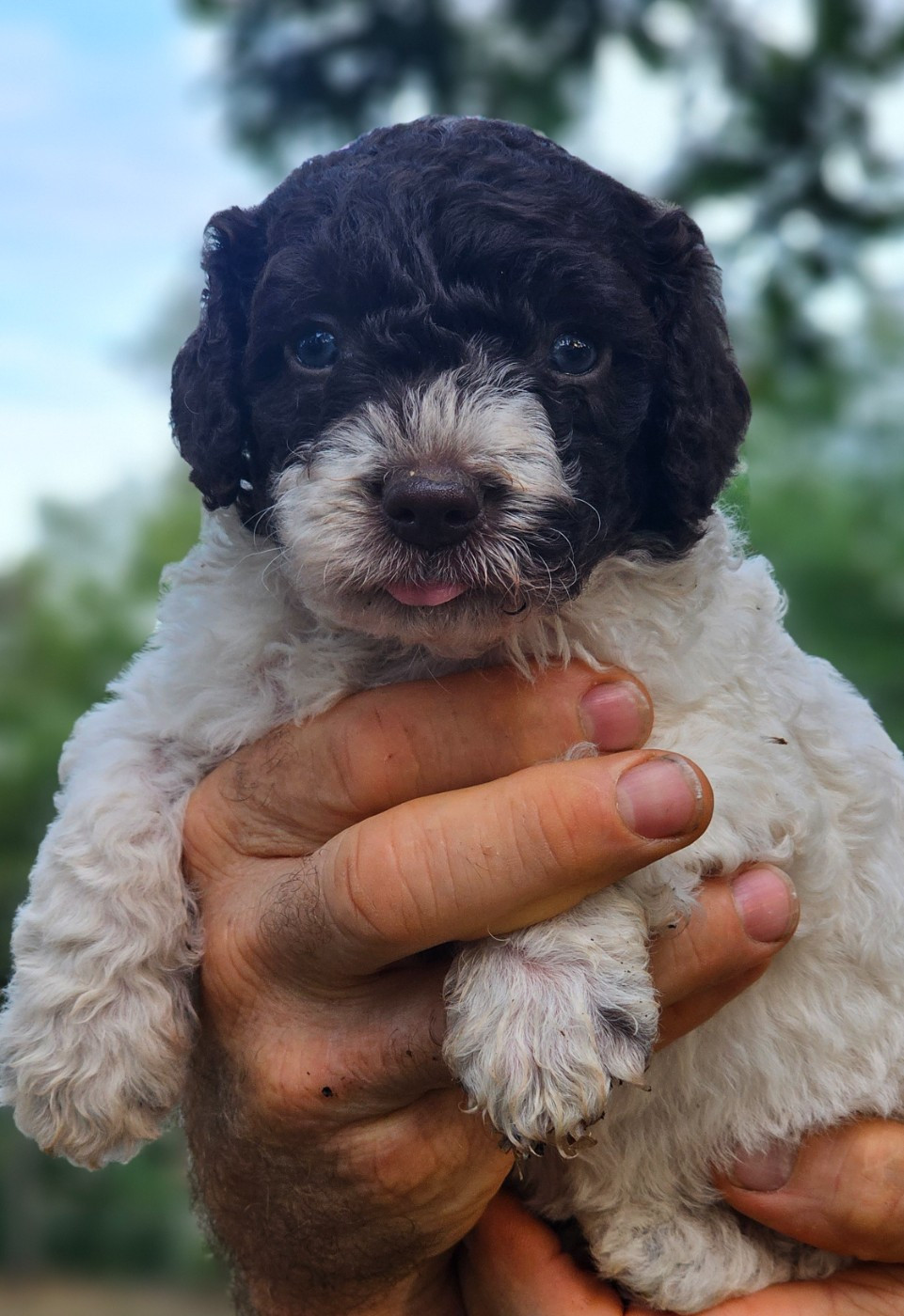 The Sourannya - Chiots disponibles - Chien d'eau espagnol
