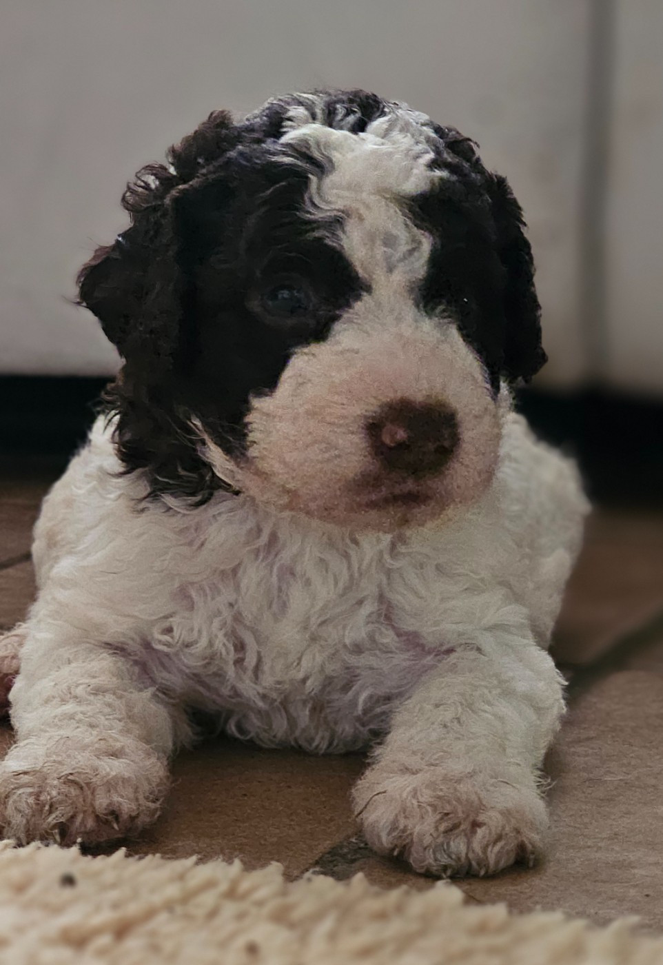 The Sourannya - Chiots disponibles - Chien d'eau espagnol