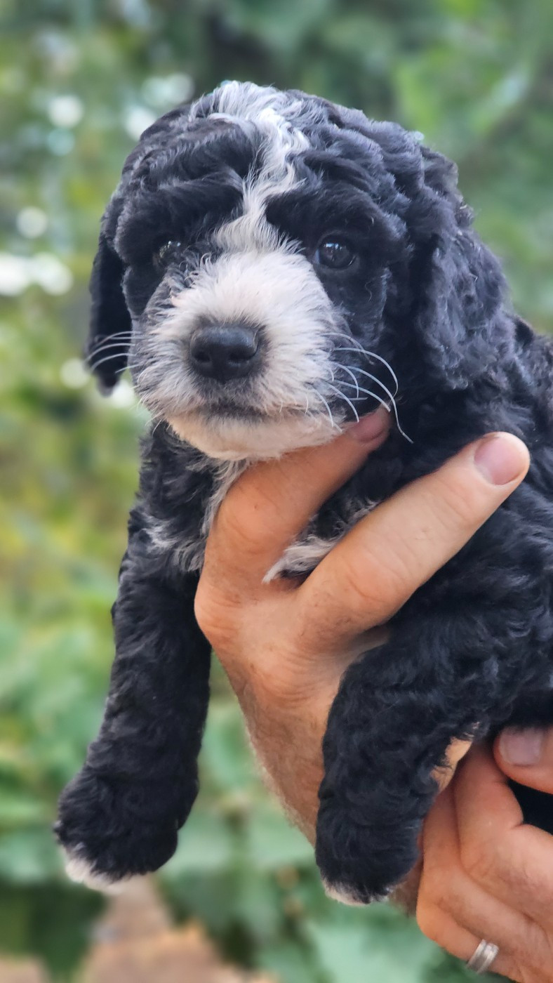 The Sourannya - Chiots disponibles - Chien d'eau espagnol