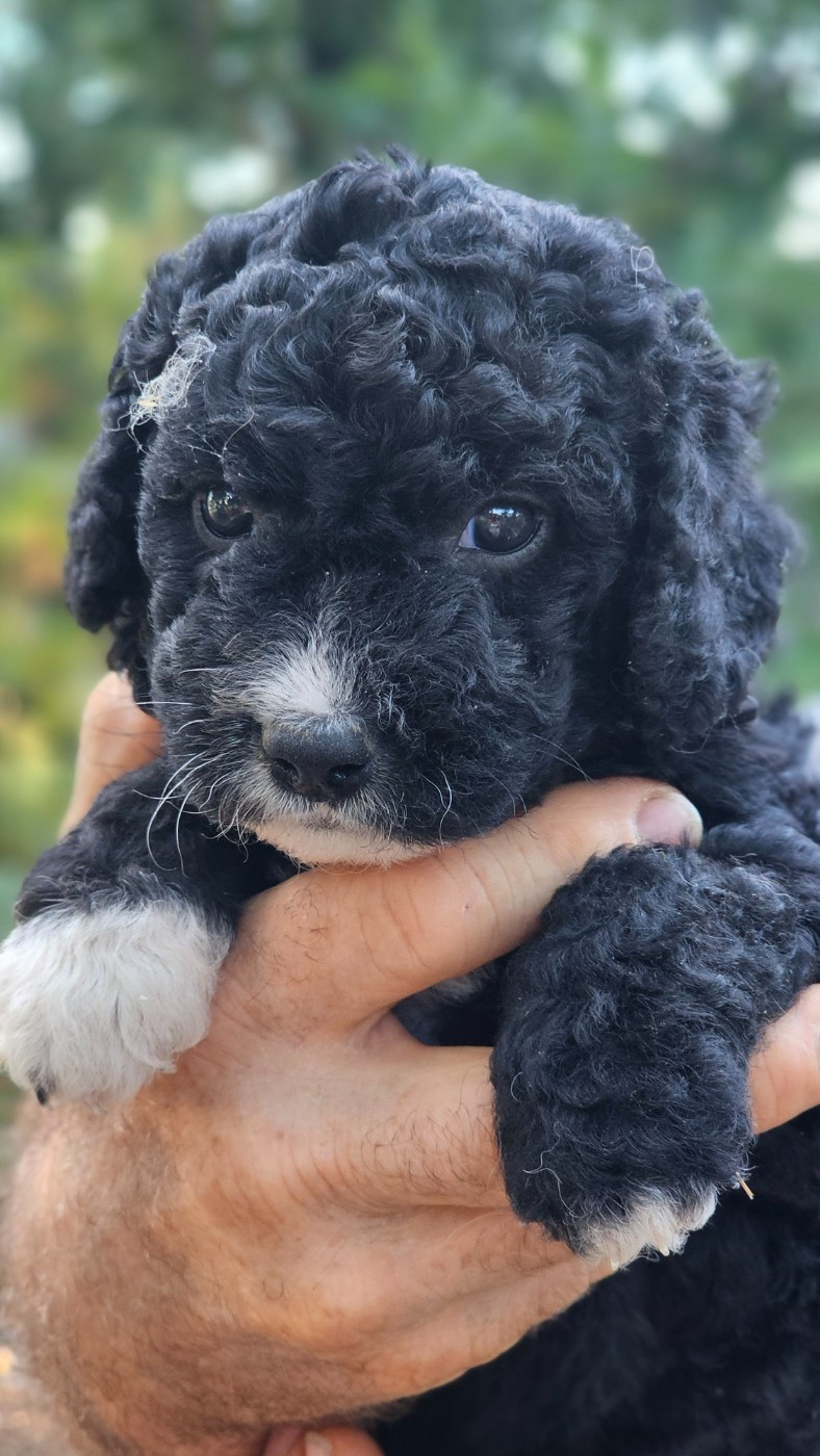 The Sourannya - Chiots disponibles - Chien d'eau espagnol