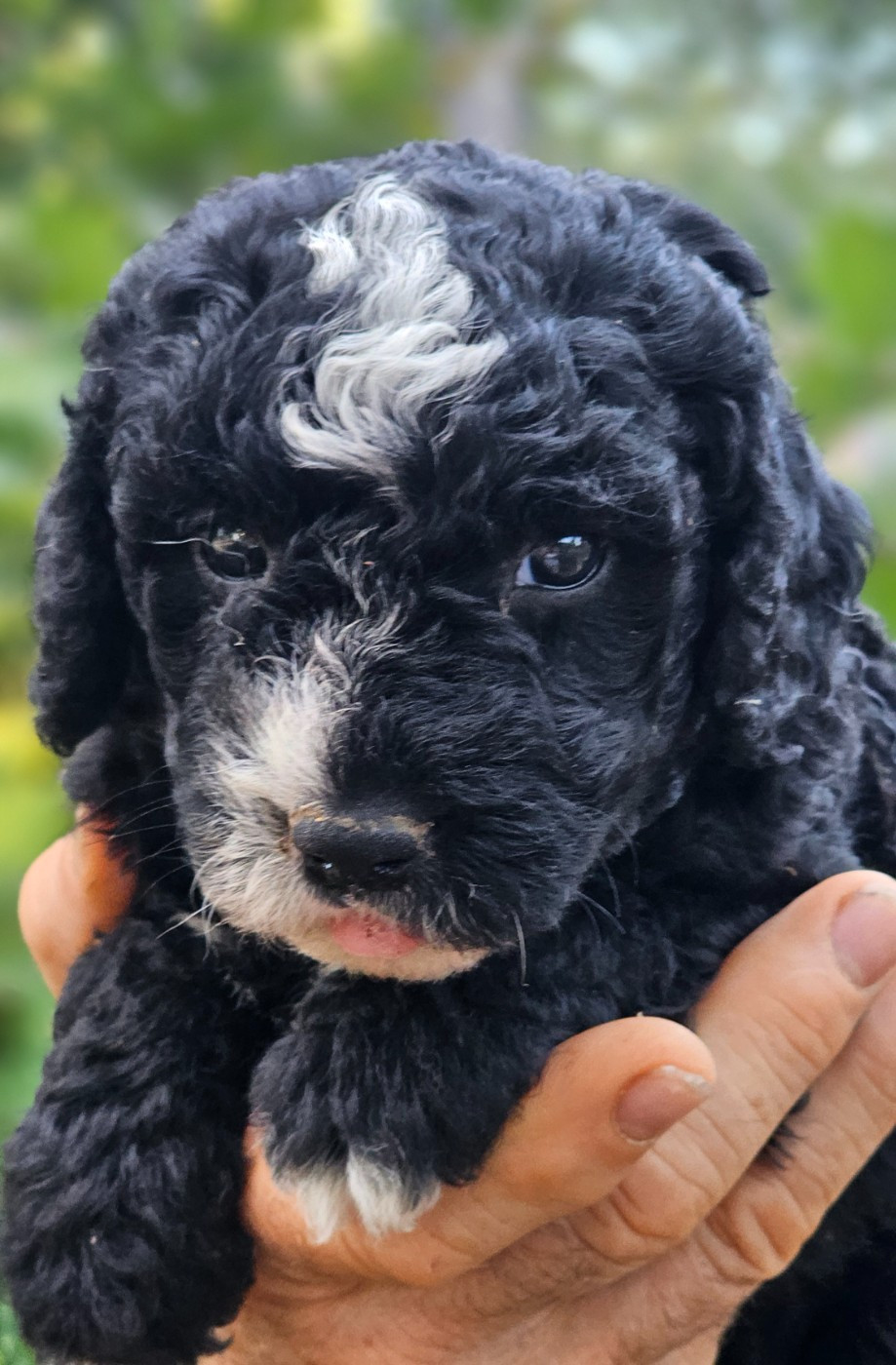 The Sourannya - Chiots disponibles - Chien d'eau espagnol