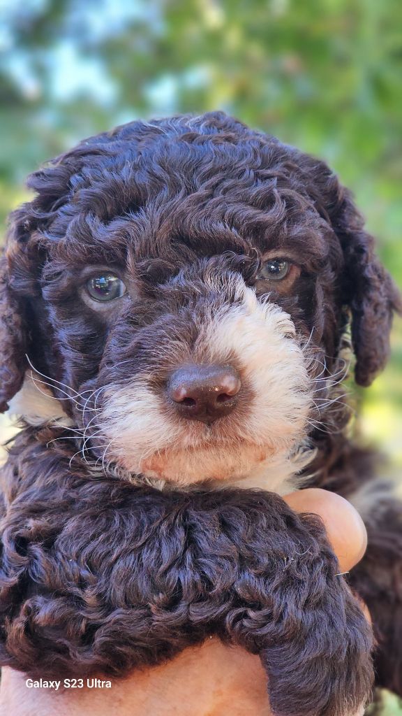 The Sourannya - Chiots disponibles - Chien d'eau espagnol