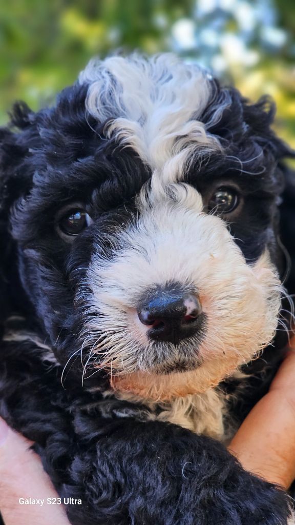 The Sourannya - Chiots disponibles - Chien d'eau espagnol