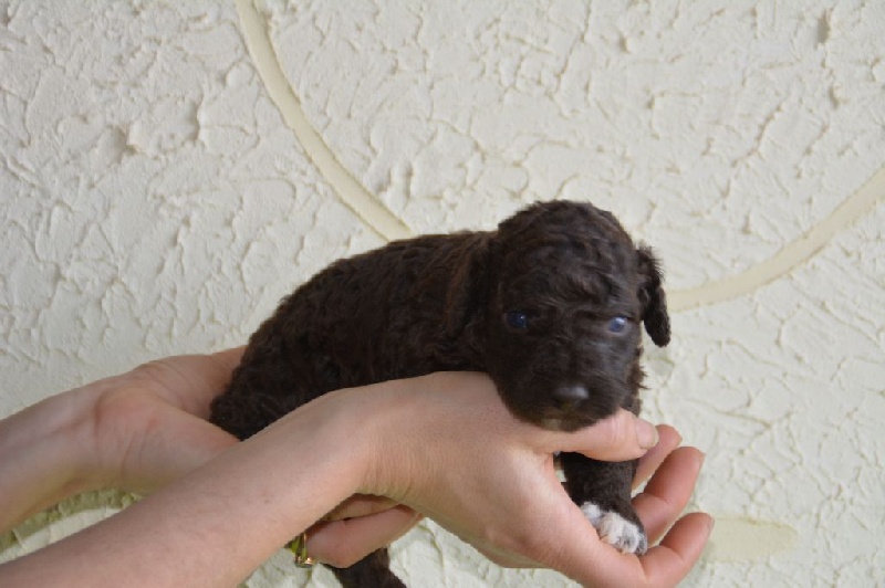 The Sourannya - Chien d'eau espagnol - Portée née le 04/01/2017