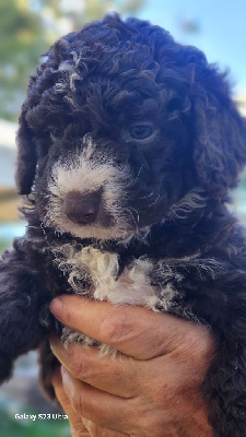 CHIOT 6